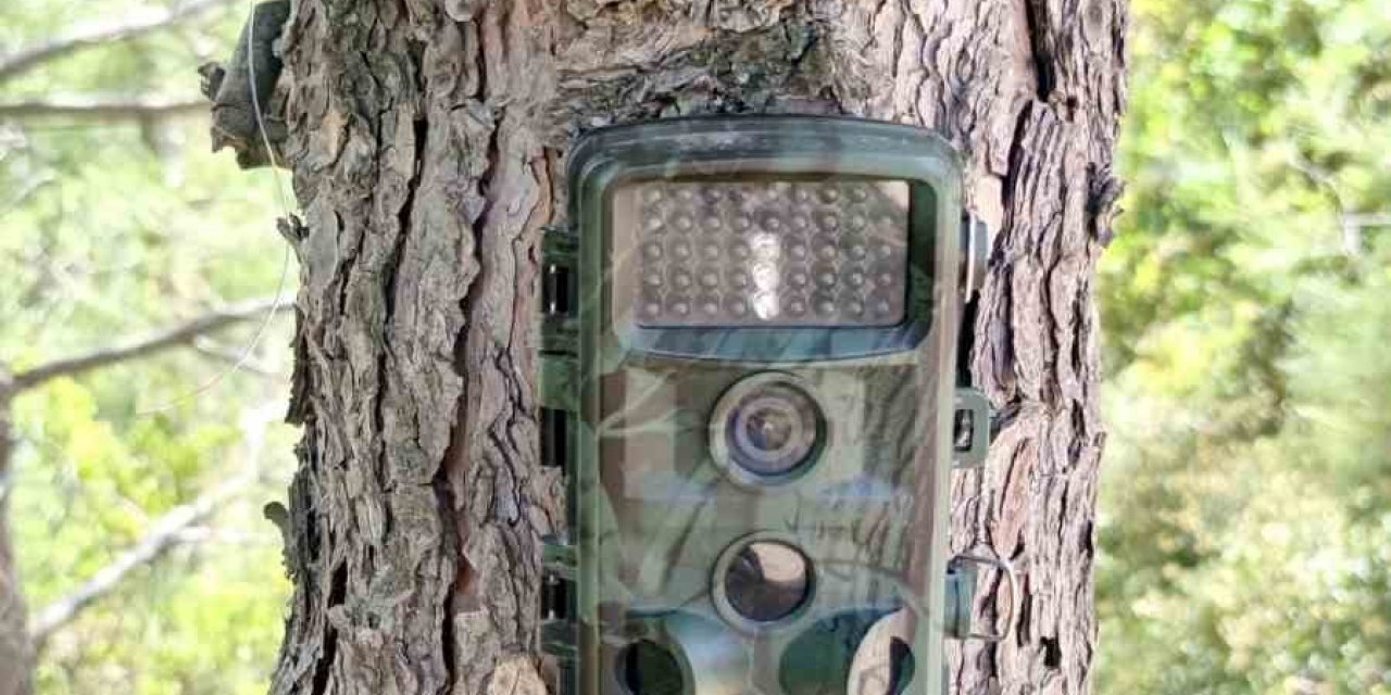 Fotokapanlar yaban hayatını korumak için kuruldu