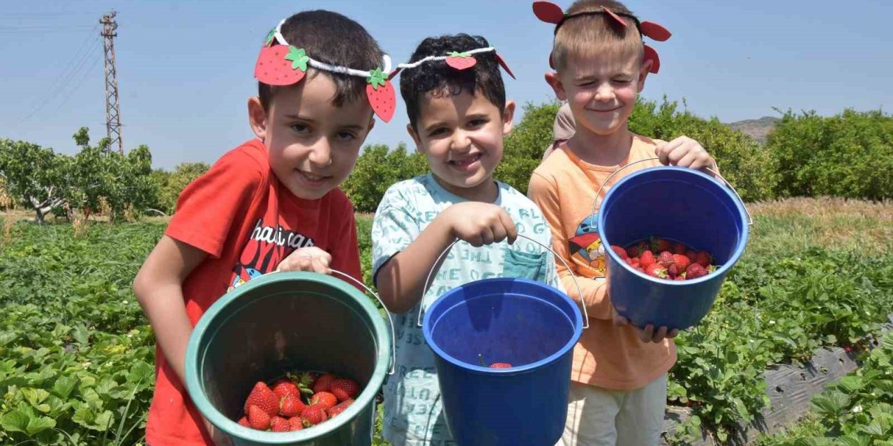 Menemen’de çilek kokulu günler başlıyor