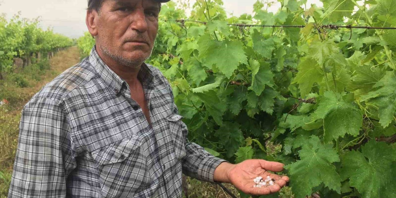 Alaşehir’de etkili olan dolu üzüm bağlarına zarar verdi