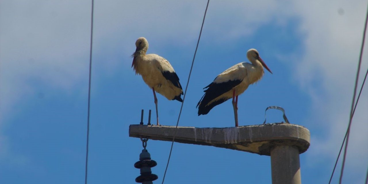 Gökçealan’da 40 yıl sonra leylek sevinci