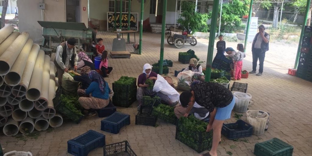 Sarıgöl’de taze yaprak sezonu başladı