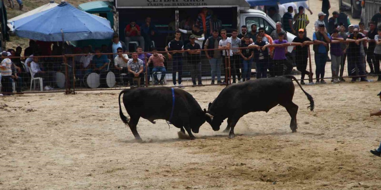 Avşar Boğa Güreşleri, depremzedeler yararına gerçekleşti