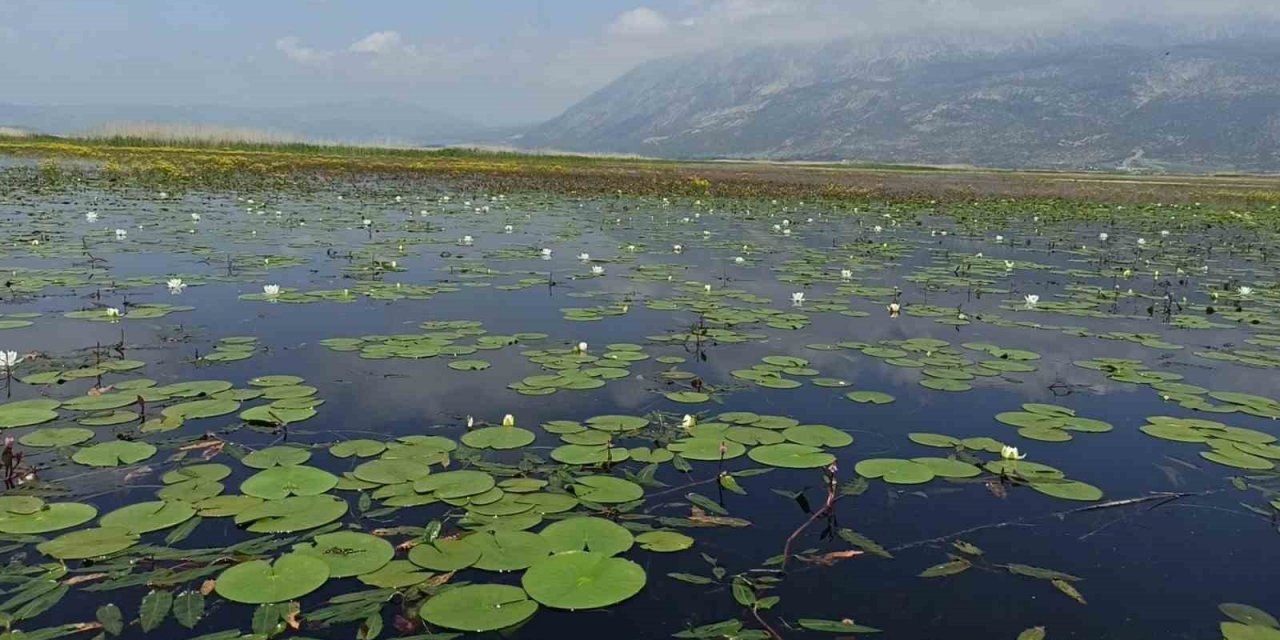 Nilüfer tarlası doğaseverlerle buluşmak için gün sayıyor