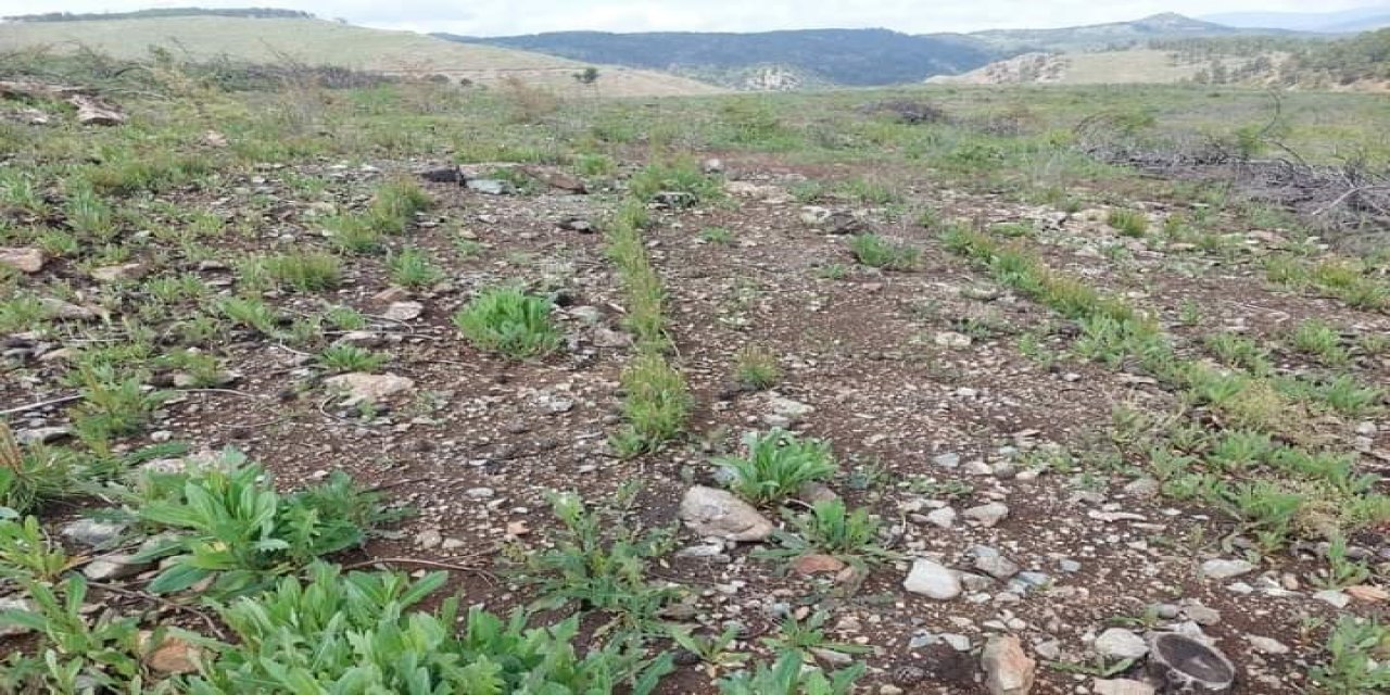 Yanan ormanlık alanlar yeşillendiriliyor