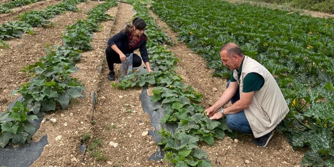 Didim’de hasat öncesi kimyasal kalıntı analizleri yapılıyor