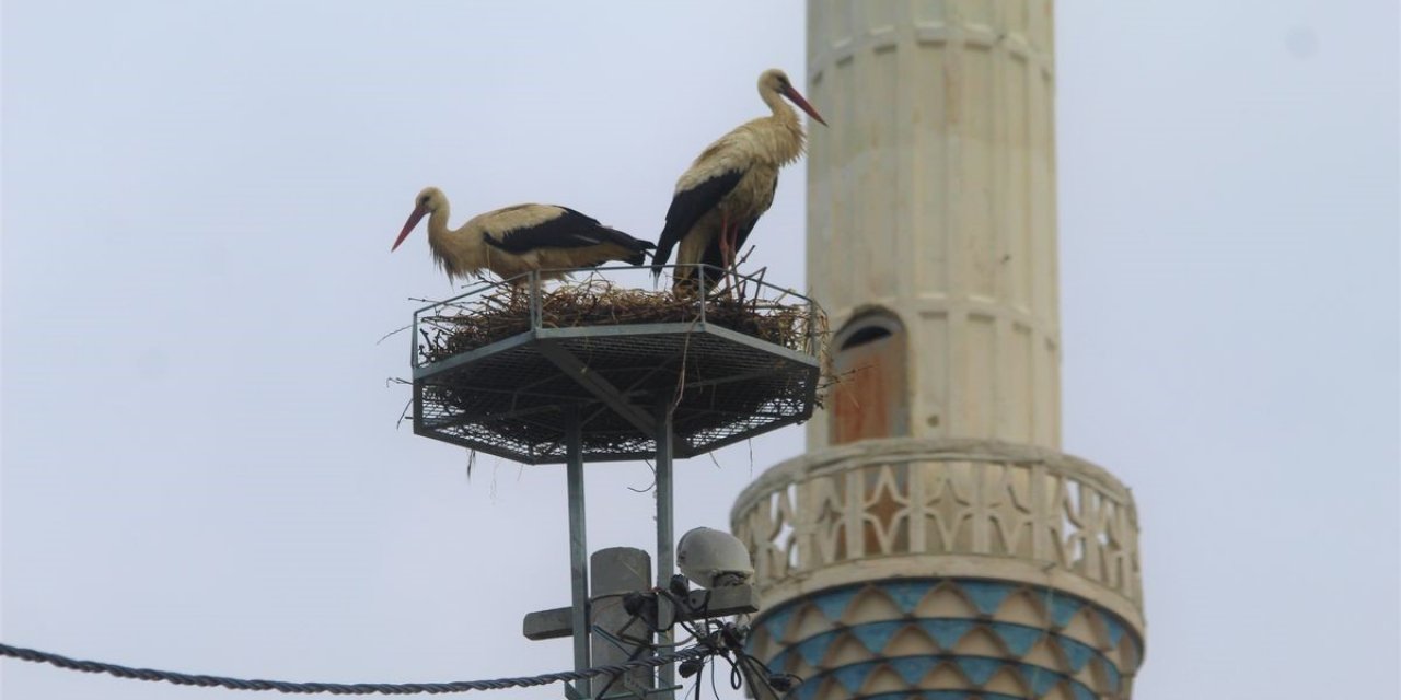 Gökçealan’a 40 yıl sonra gelen leyleklerine yeni yuva