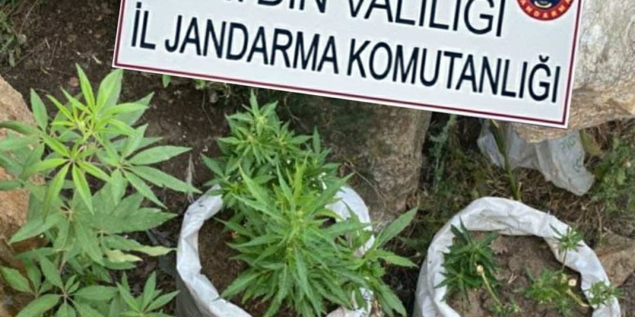 Jandarmadan uyuşturucu baskını: 4 gözaltı