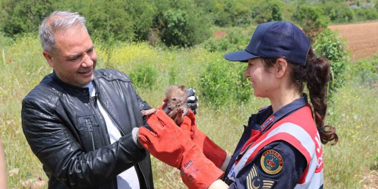 Arazide Çakal yavrusu buldu, jandarmaya teslim etti