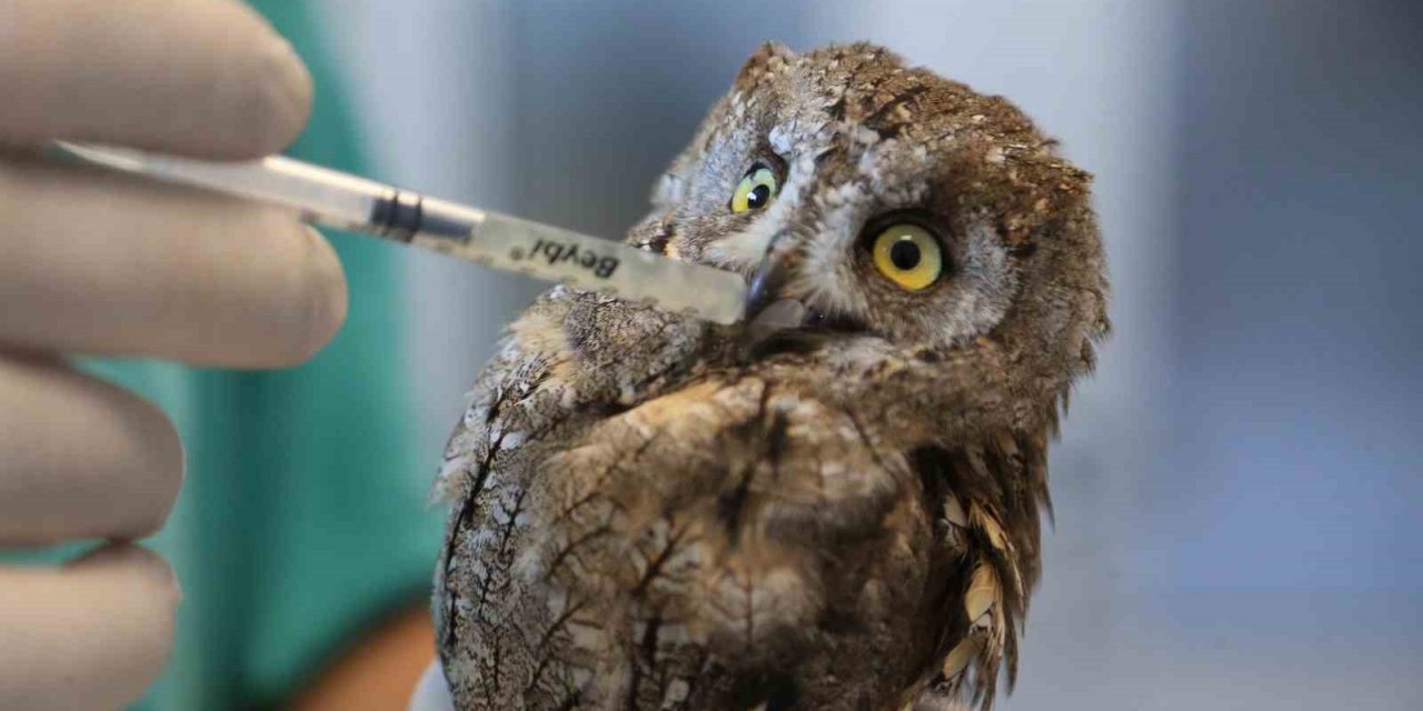 Veteriner hekimin bulduğu yaralı baykuş hayata tutundu