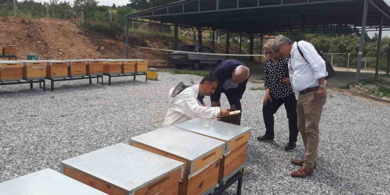 Ana Arı Üretim Merkezinde üretilen arılar teslime hazır