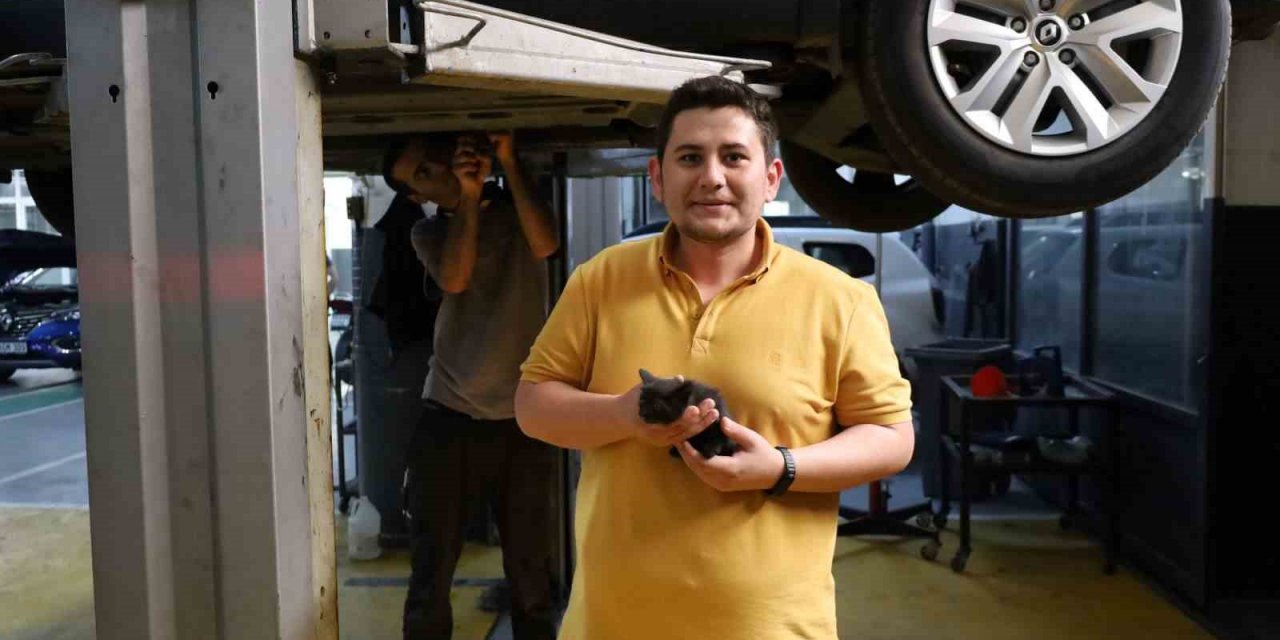 Genç öğretmen otomobiline sıkışan yavru kediyi sahiplendi
