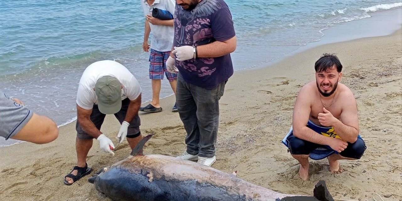 Kuşadası’nda iki yunus karaya vurdu