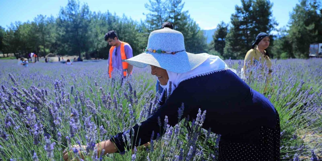 Lavanta bahçesi yeni sezona hazırlanıyor