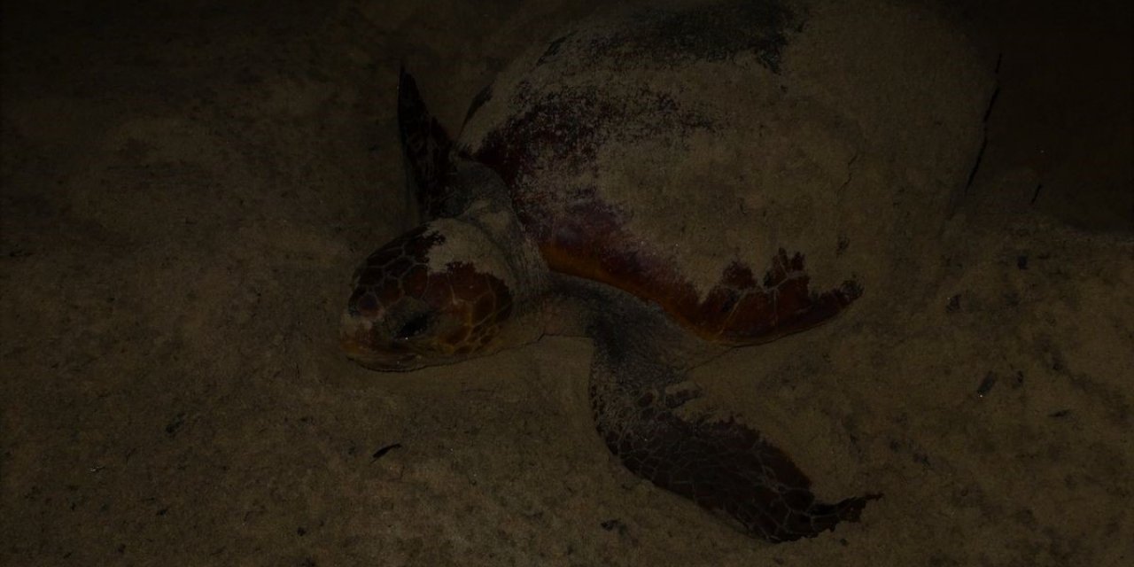 Caretta caretta, Didim sahiline yumurtalarını bıraktı