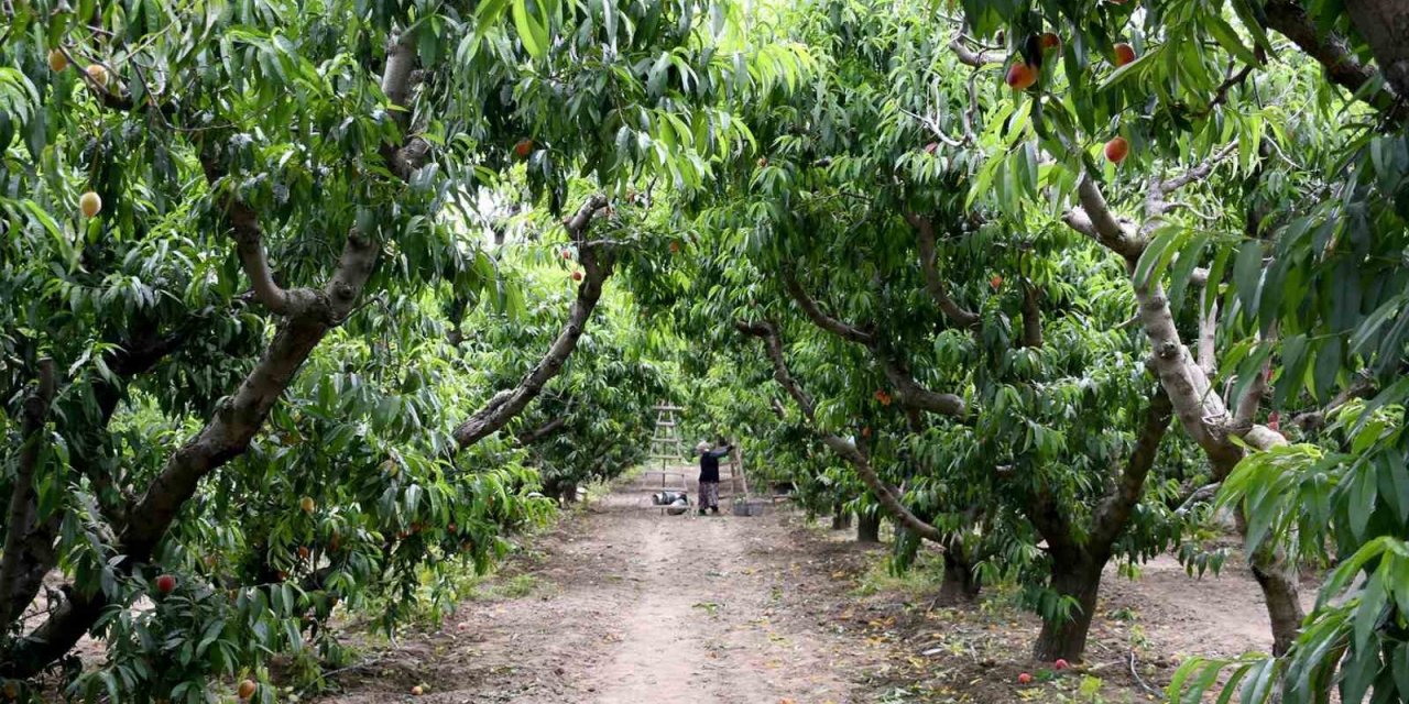 Kuşadası’nda ‘Rich May’ cinsi şeftalinin hasadına başlandı