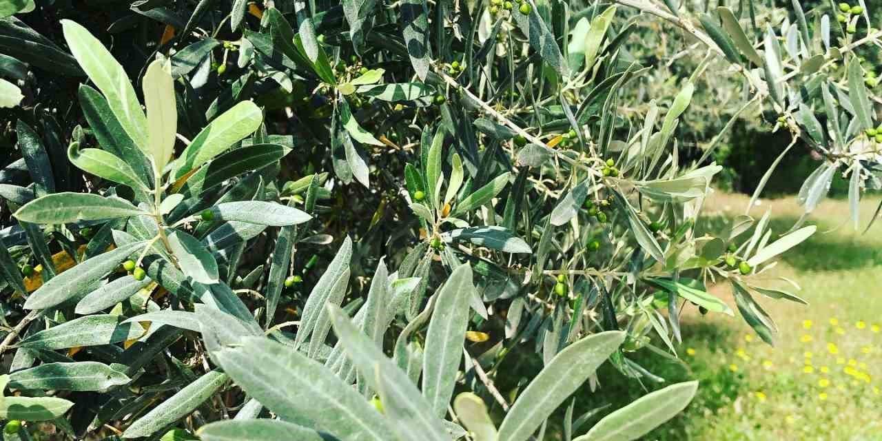 Zeytin güvesine karşı mücadele uyarısı