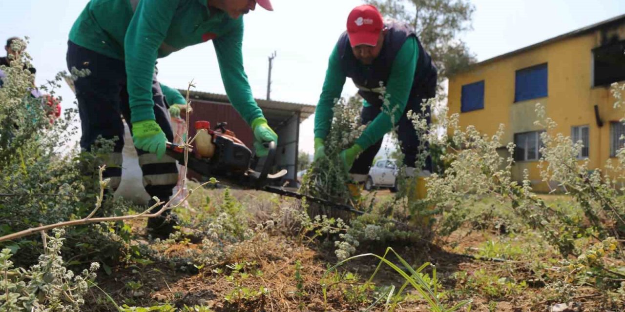Efeler’de kekik hasadı başladı