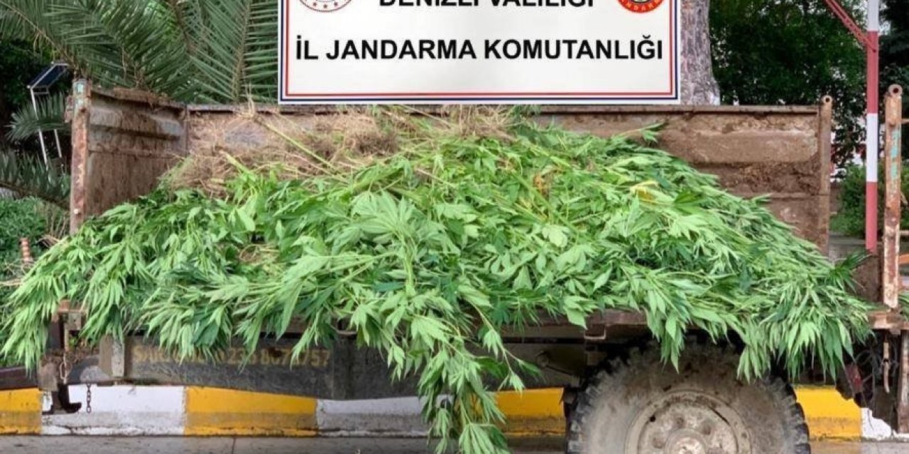 Sarayköy’de 13 kilo esrar, 1300 kök kenevir yakalandı