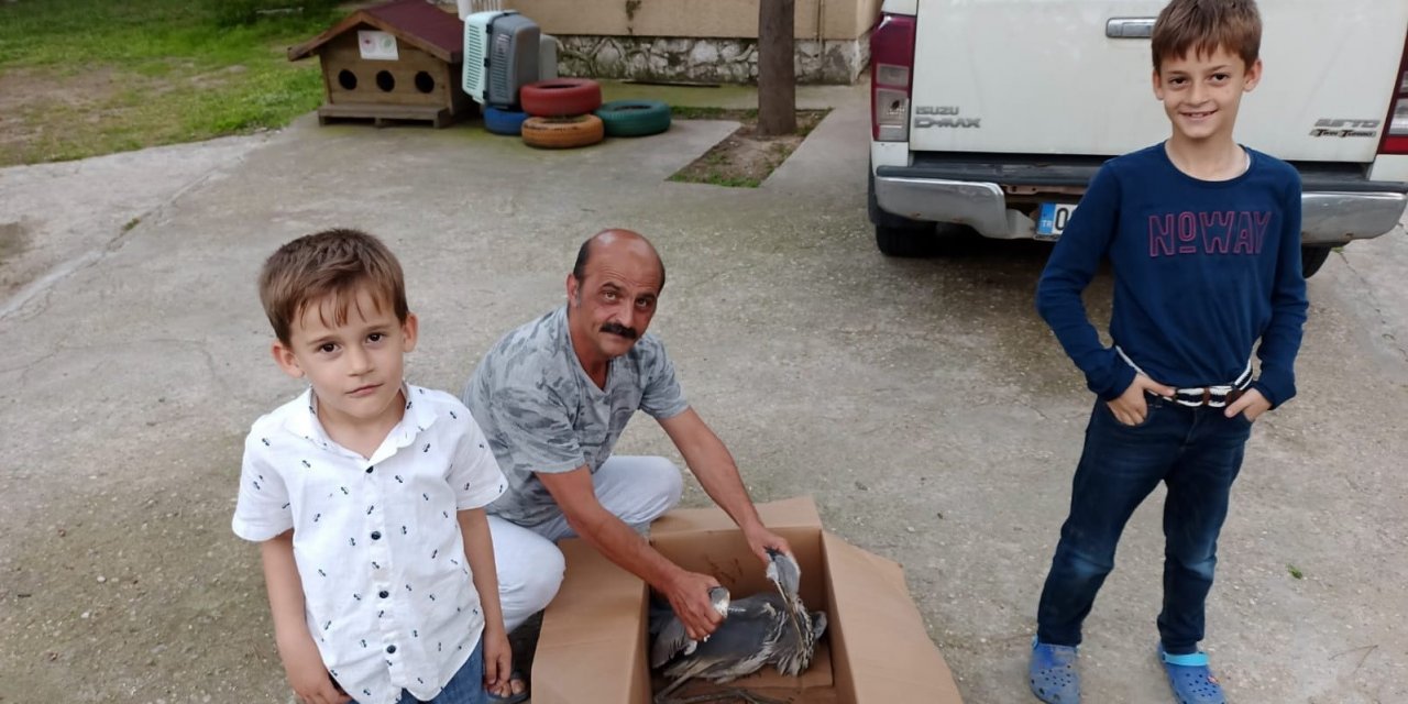 Salihli’de yaralı gri balıkçıl tedavi altına alındı