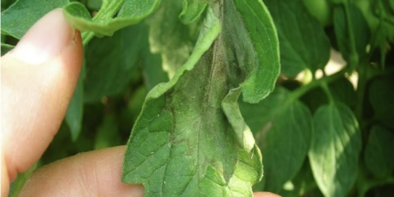 Aydın Tarım ve Orman Müdürlüğü domates üreticilerini uyardı