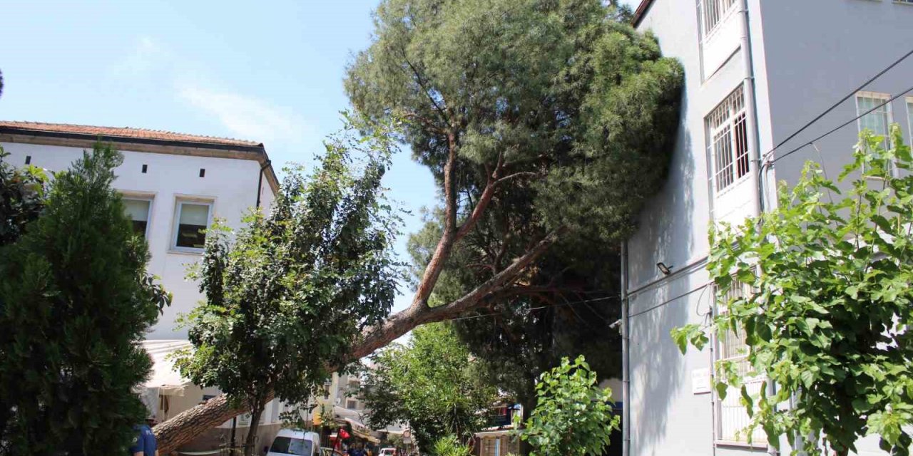 Asırlık ağaç polis karakolunun üzerine devrildi