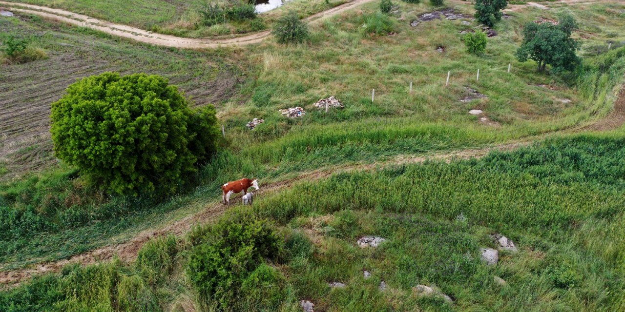 Ekin tarlasında doğan buzağı dron ile bulundu