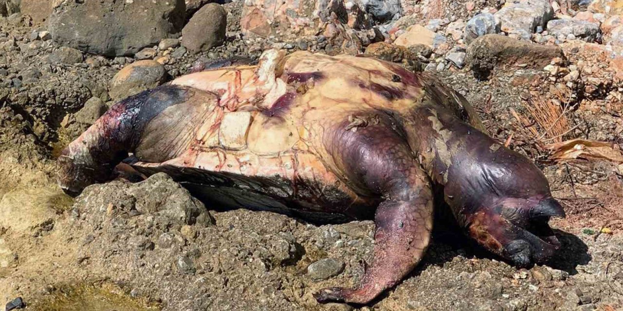 Ölü deniz kaplumbağası kıyıya vurdu
