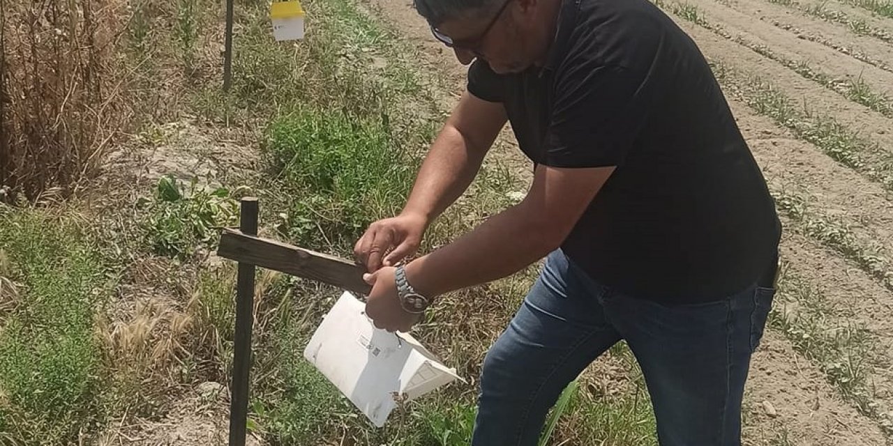 Pamuk tarlalarına tuzaklar asıldı