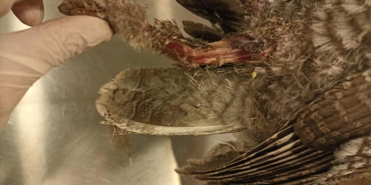 Bodrum’da elektrik akımına kapılan 3 baykuştan ikisi telef oldu