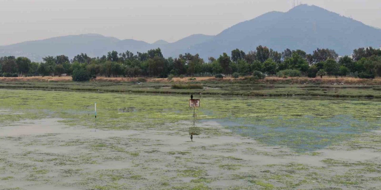 İzmir Körfezi can çekişiyor