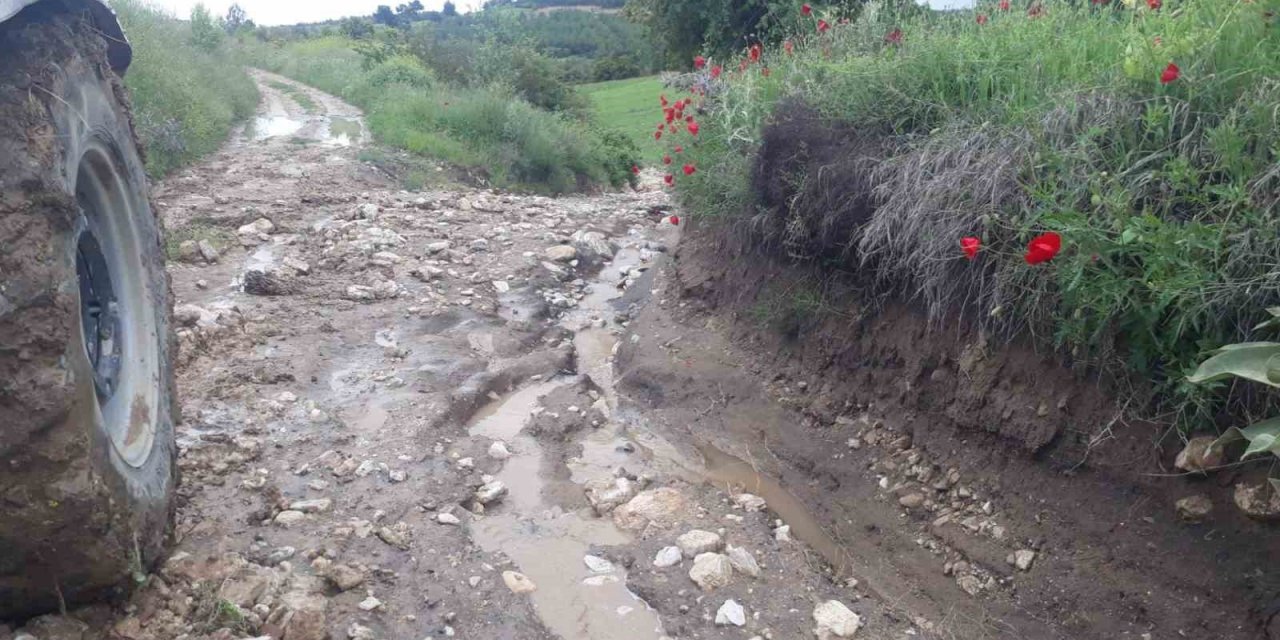 Denizli’de kekik ve adaçayı üretimi yağışlardan olumsuz etkilendi