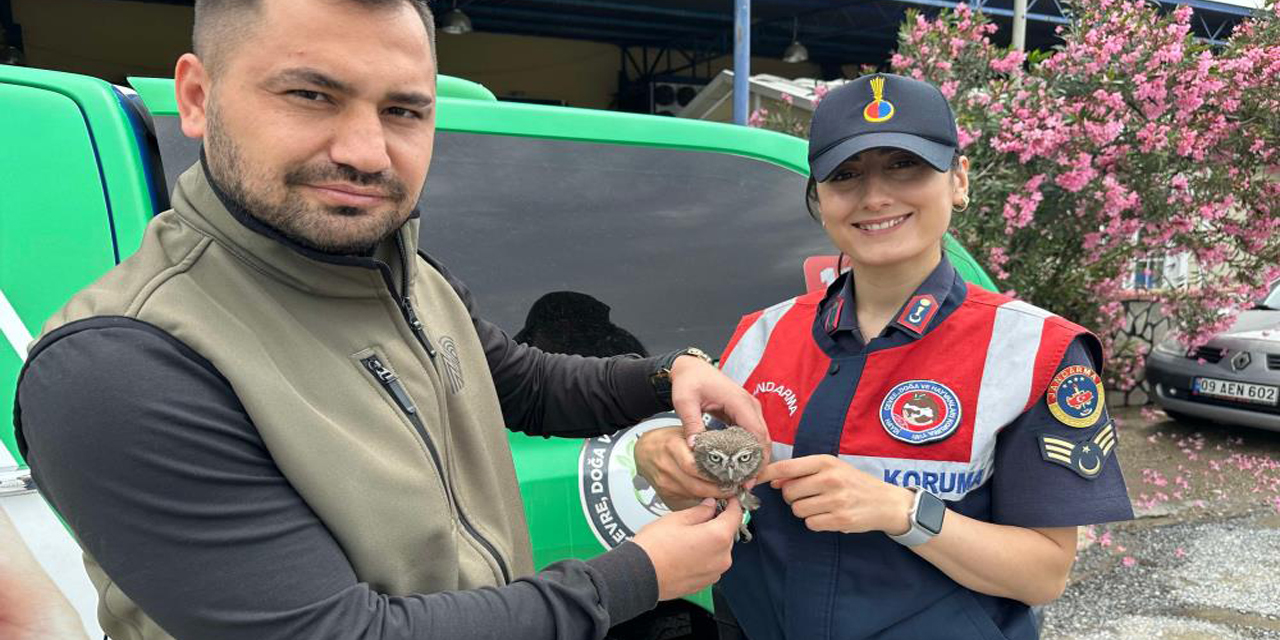 Yavru baykuşa jandarma koruması