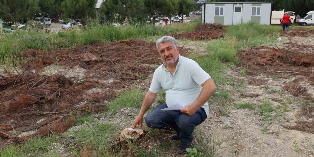 Turgutlu’da çam ağaçlarının kesilmesine tepki