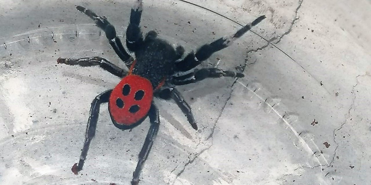 Denizli’de zehirli uğur böceği örümceği görüldü