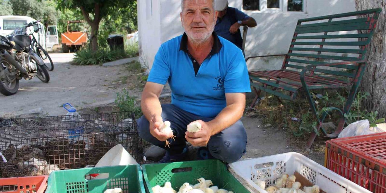 Civciv üreticileri, yasal düzenleme istiyor