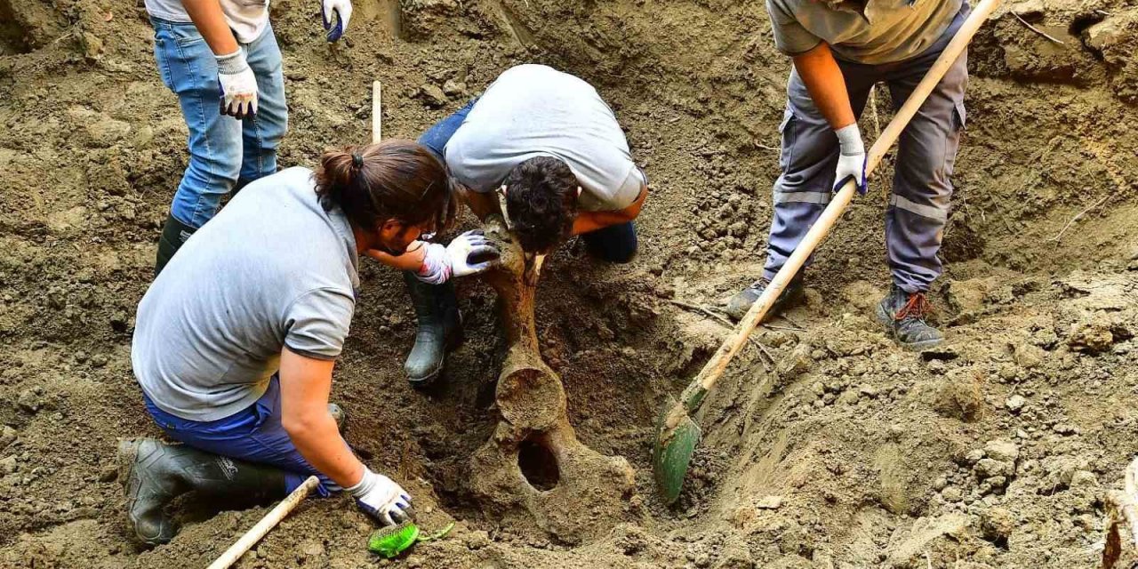Mezarı açıldı, 16 yıl önce ölen fil Pak Bahadır’ın kemikleri titizlikle çıkarılıyor