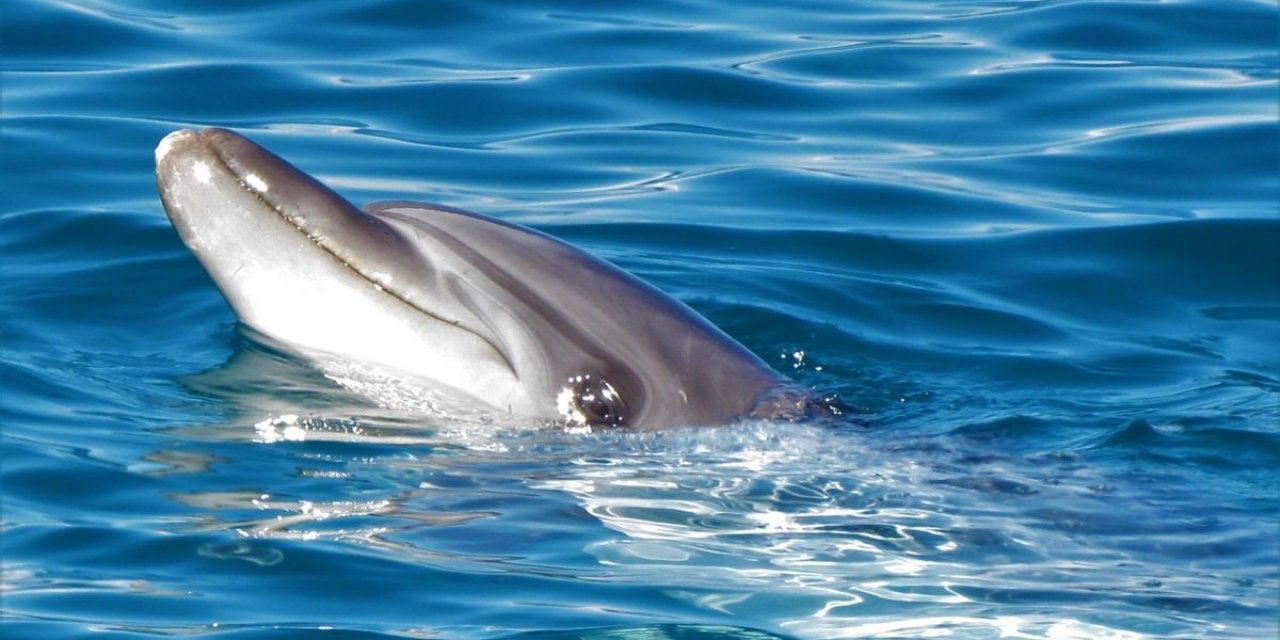 Kuşadası’nda son 1 haftada 6 yunus öldü