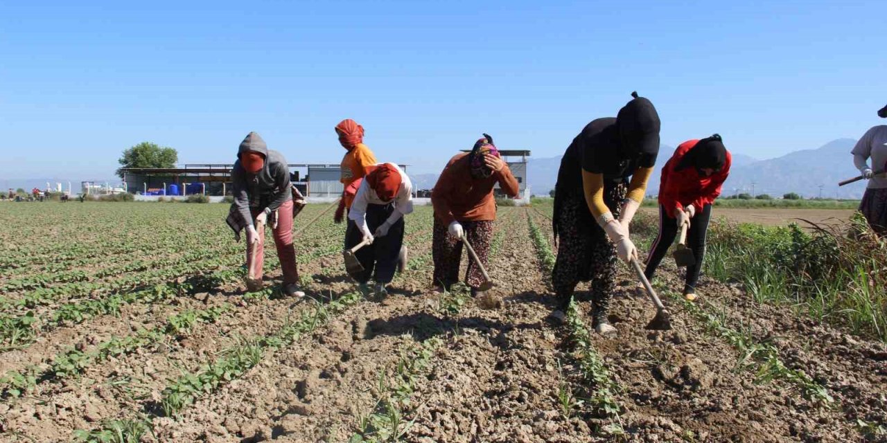Aydın’da çapa sezonu başladı