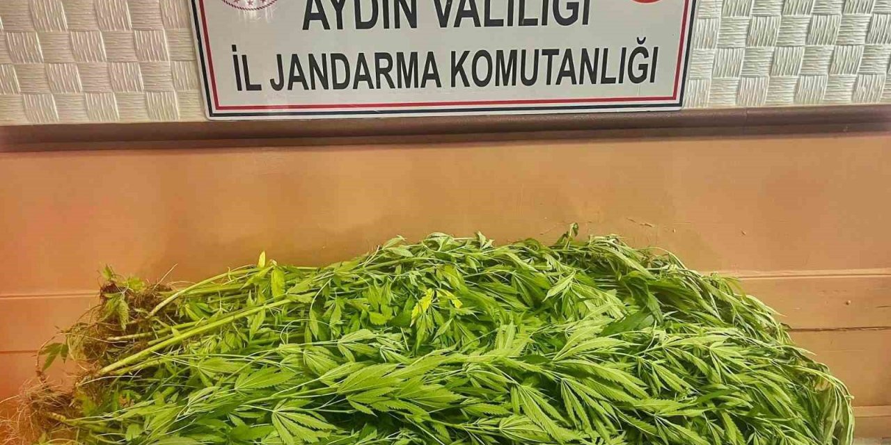 Evlerinin bahçesinde uyuşturucu yetiştiren dört şüpheli yakalandı