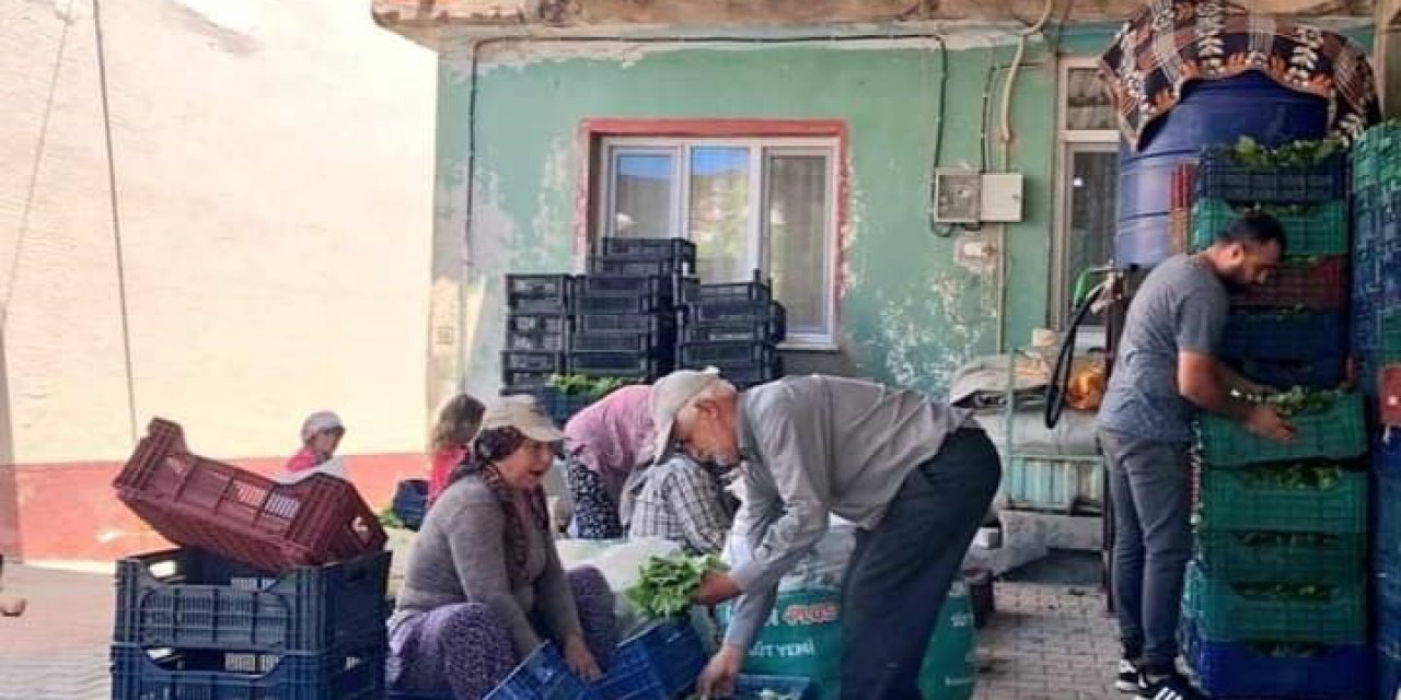 Sarıgöl’de taze yaprak alımları hız kazandı