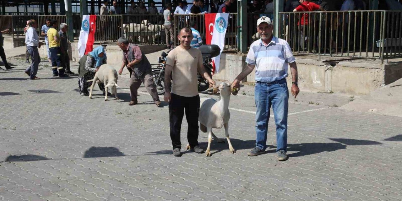 Manisa’da damızlık koçlar sahiplerini buldu