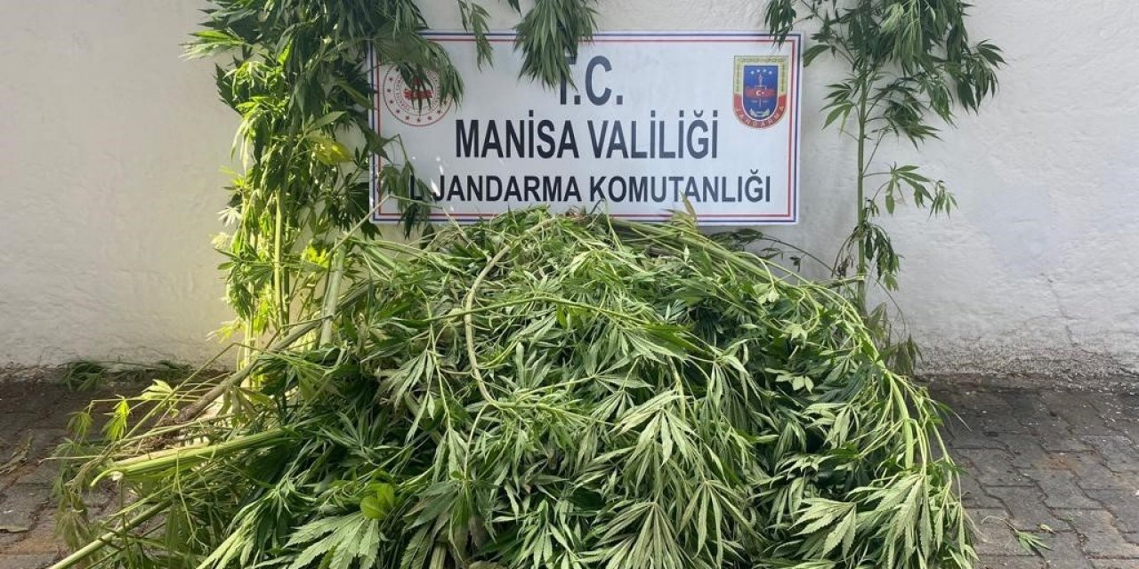 Sarıgöl’de 174 kök kenevir ele geçirildi