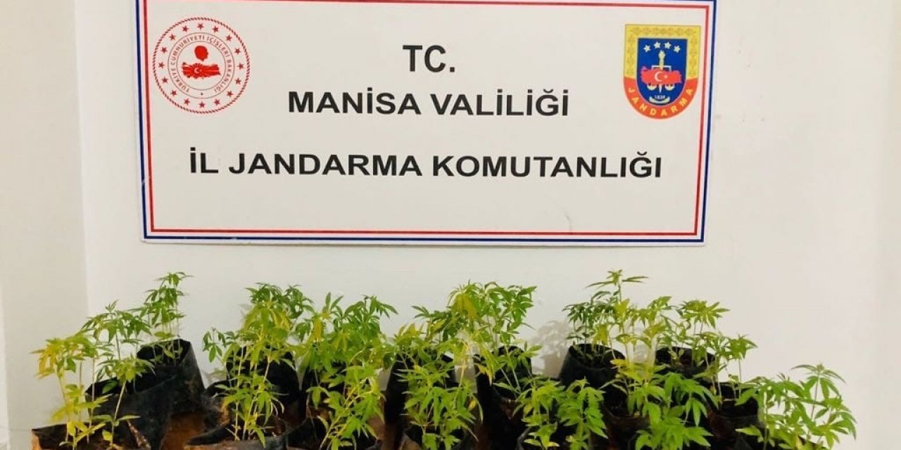 Dikime hazır fide halinde 733 kök kenevir ele geçirildi
