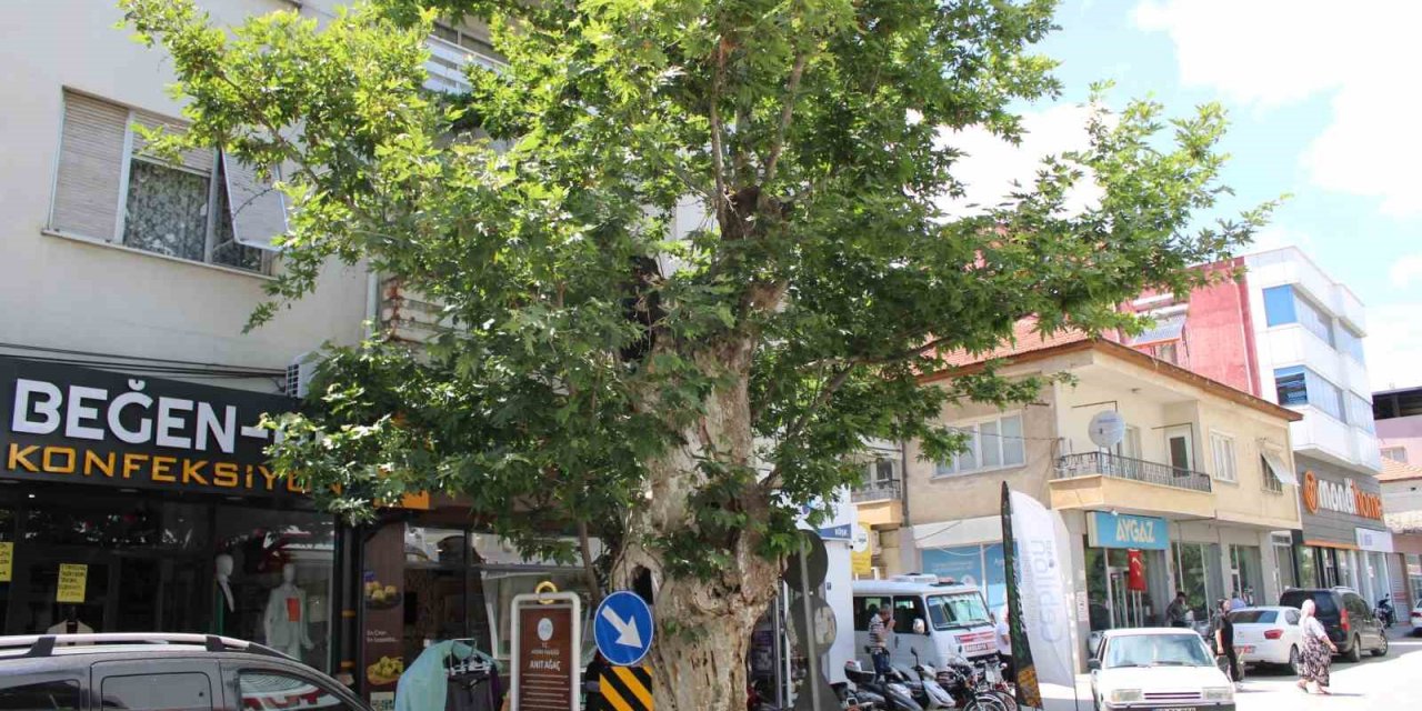 Asırlık çınar ağacının hikayesi duyanların yüreğini dağlıyor
