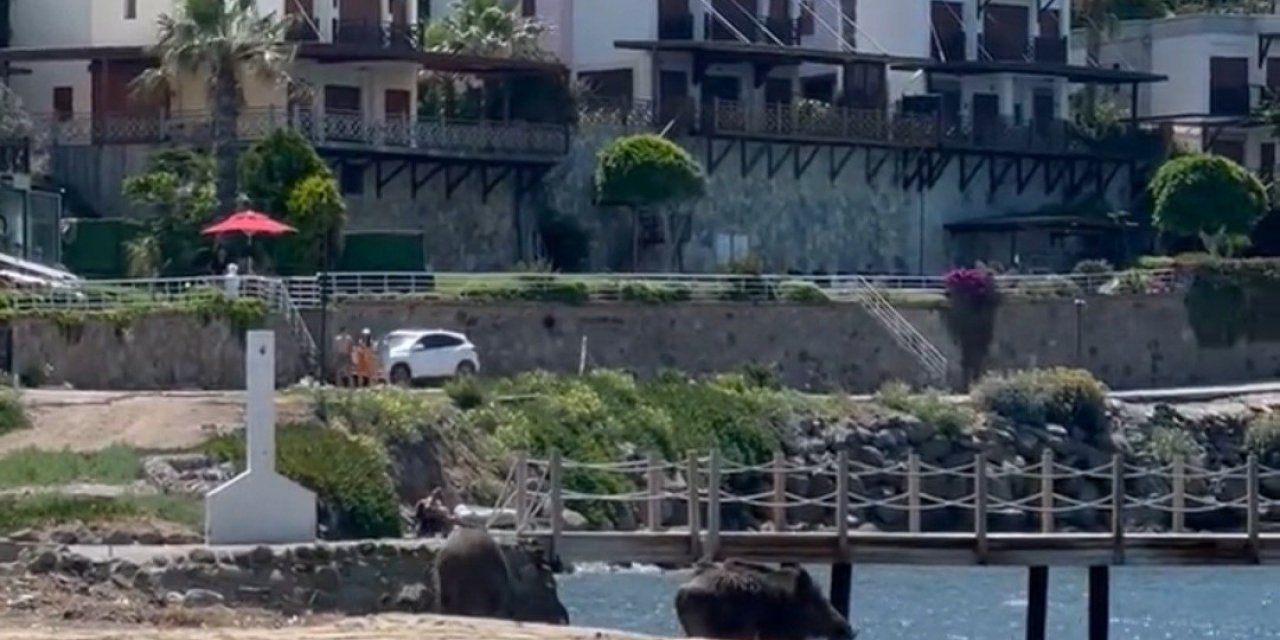 Bodrum’da sahili domuzlar bastı, o anlar kameralara yansıdı