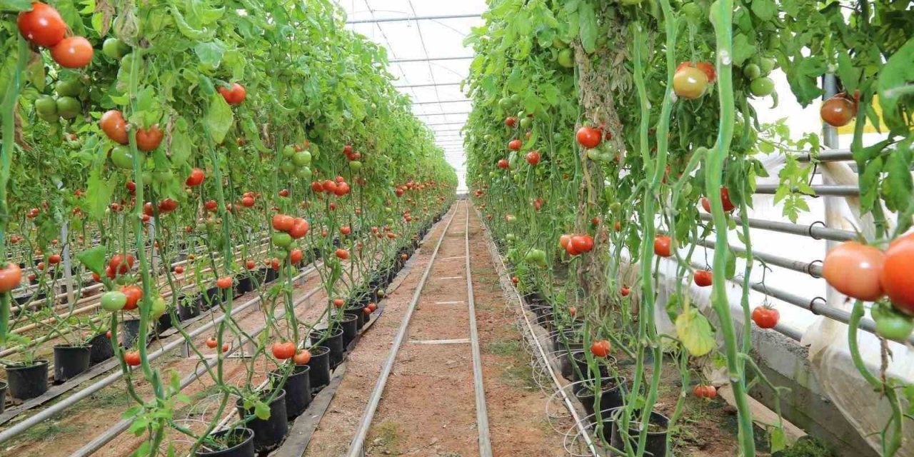 Her yere var, Aydın’a yok!