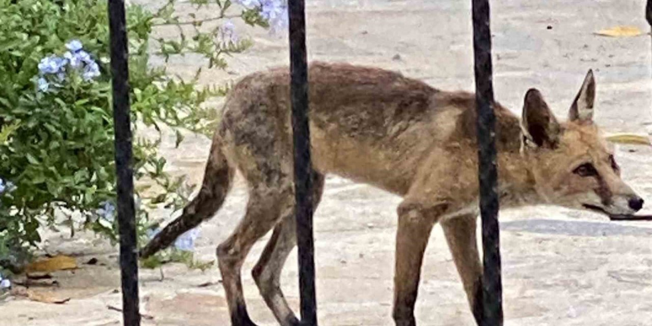 Aç kalan tilki evlere kadar indi