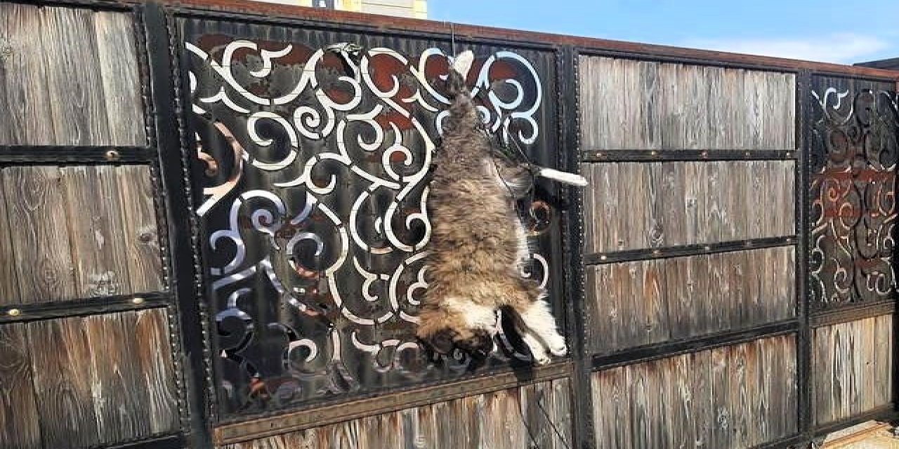 Turgutlu’da sokak köpeğini çiftlik evinin kapısına astılar