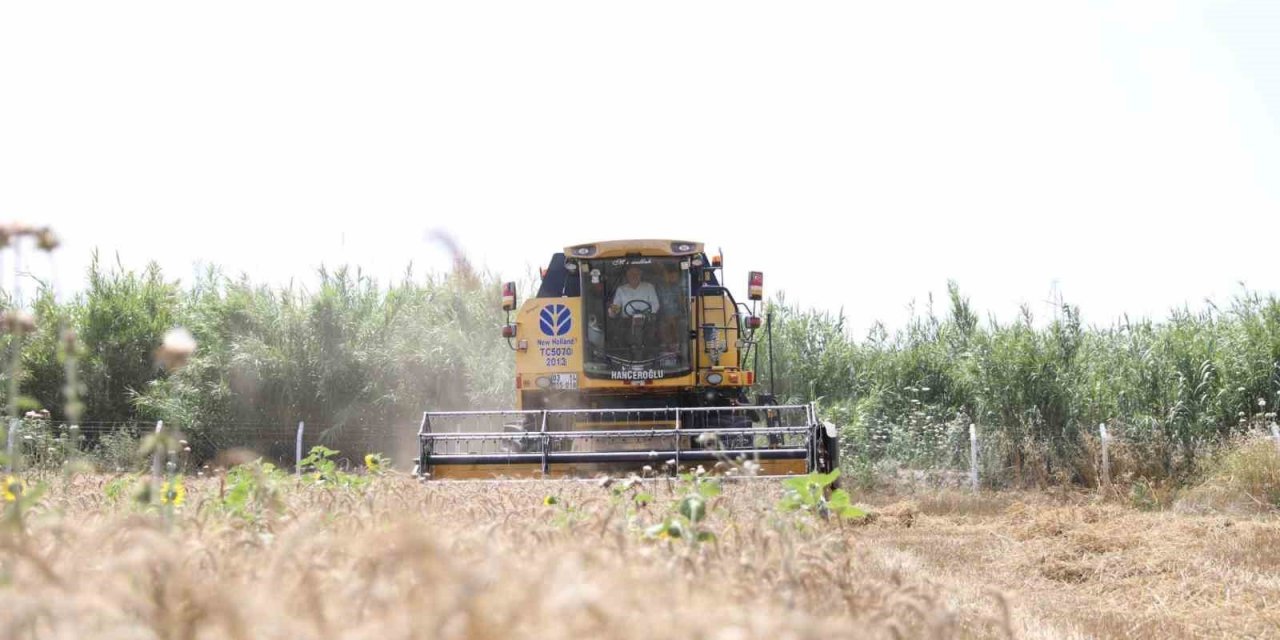 Didim’de ikinci kez buğday hasadı sevinci yaşandı