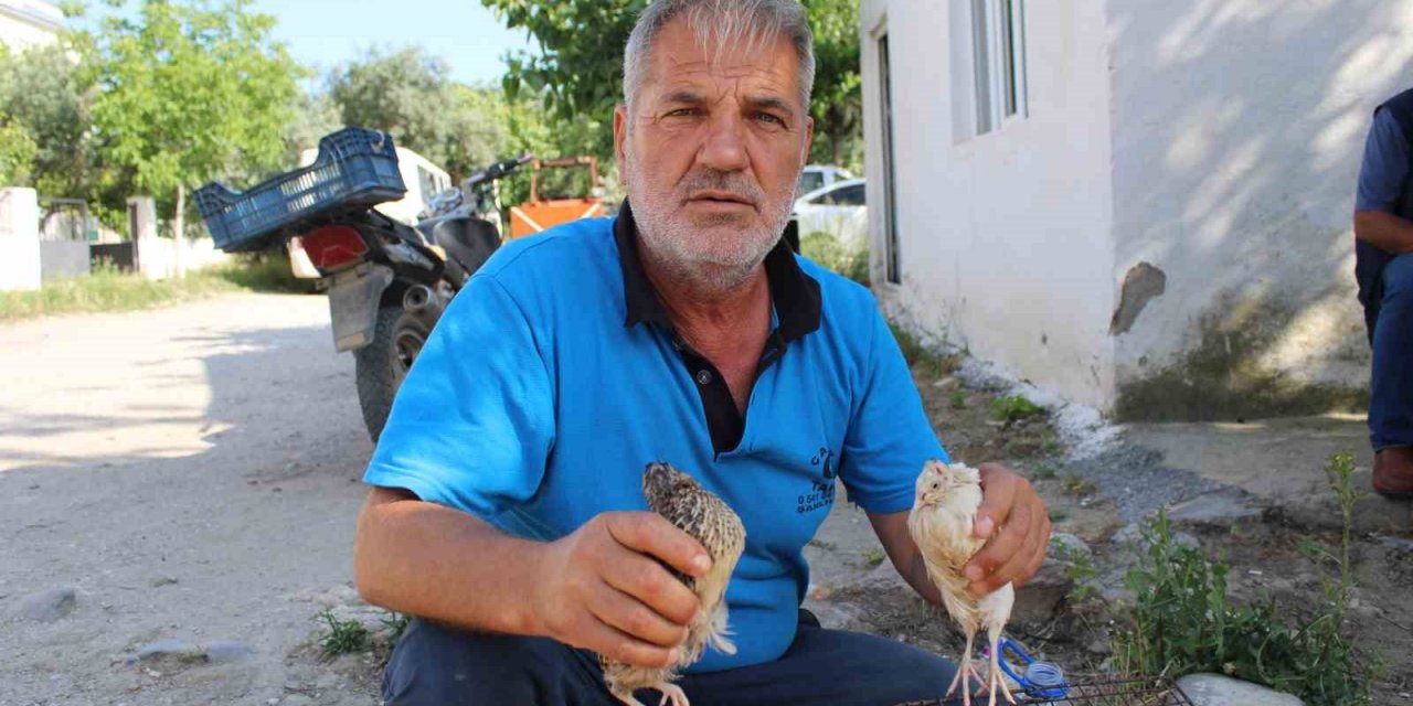 Bıldırcın üreticileri kendilerine kolaylık sağlanmasını istiyor